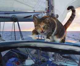 Amelia the Tropicat